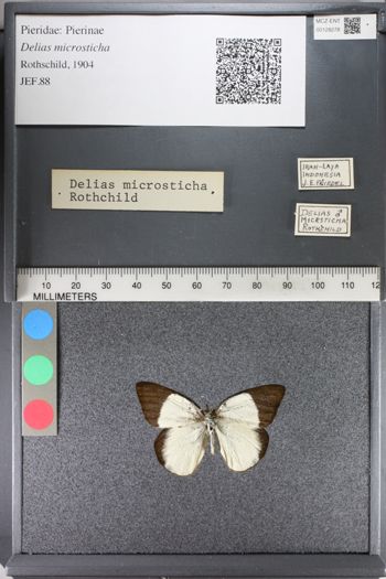 Media type: image;   Entomology 128278
